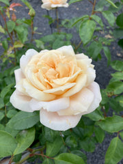 Beetrose 'Lions-Rose'