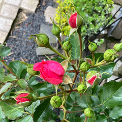 Beetrose 'Moin Moin'