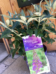 Zwerg-Schmetterlingsflieder 'Lavender Cupcake '