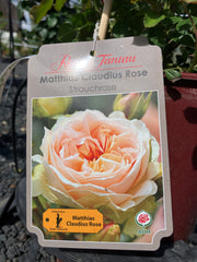 Strauchrose 'Matthias Claudius Rose'