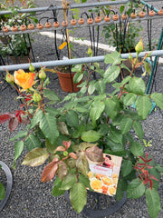 Edelrose 'Sunny Sky'