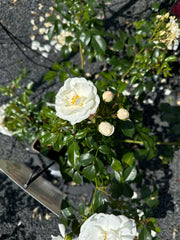 Kleinstrauchrose 'Innocencia®'