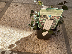 Pfingst-Veilchen Viola labradorica