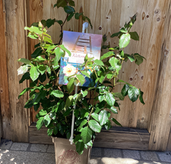 Kletterrose 'Moonlight'