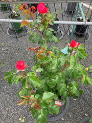 Edelrose 'Ruby Kiss' Antique