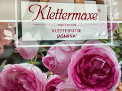 Kletterrose 'Jasmina'