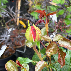 Beetrose 'Coral Lions-Rose'