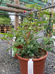 Kleinstrauchrose 'Snow Ballet'