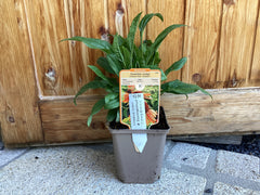 Sonnenhut orange ‘ Sundown‘ , Echinacea