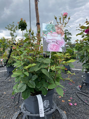 Edelrose 'Königin Marie' Parfuma