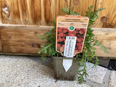 Schafgarbe 'Paprika 'Achillea Mill.