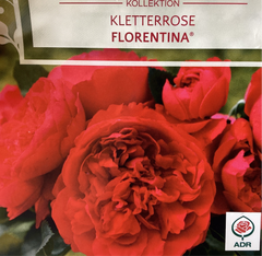 Kletterrose 'Florentina '