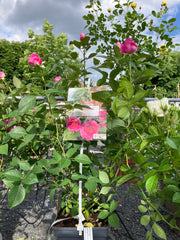 Beetrose 'Fräulein Maria'