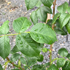 Kleinstrauchrose 'Lemon Fizz®'