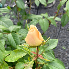 Beetrose 'Lions-Rose'