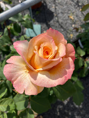 Edelrose 'Sunny Sky'