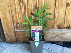 Raublatt - Aster 'AlmaPötschke'