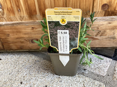 Zwerg-Schleierkraut 'Rosea‘ Gypsophila rep.