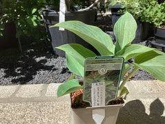 Graublaue Funkie ‘Halcyon‘ Hosta