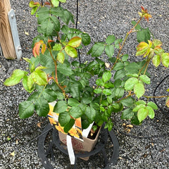 Kleinstrauchrose 'Lemon Fizz®'