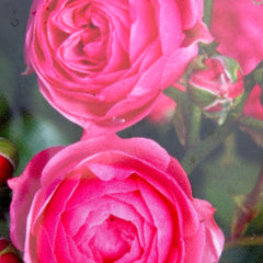 Beetrose 'Pomponella'