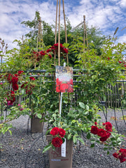 Kletterrose 'Crimson Siluetta'