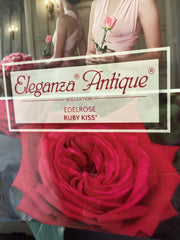 Edelrose 'Ruby Kiss' Antique