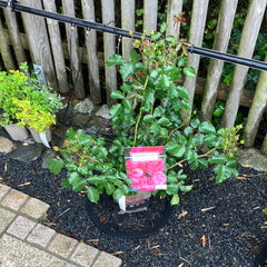 Beetrose 'Moin Moin'