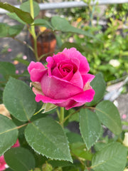 Beetrose 'Fräulein Maria'