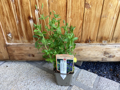 Ehrenpreis 'Royal Blue ' Veronica austriaca