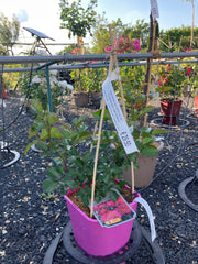 Strauchrose 'Soul®'