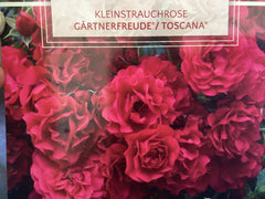 Kleinstrauchrose 'Gärtnerfreude® Toscana®'
