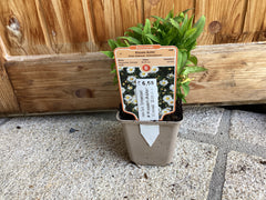 Kissen - Aster ' Schneekissen‘