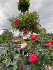 Kleinstrauchrose 'Knirps®' Hochstamm