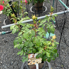 Beetrose 'Lions-Rose'