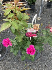 Edelrose 'Carmen Würth'