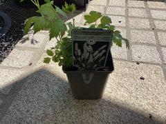 Oktober-Silberkerze 'White Pearl' simplex