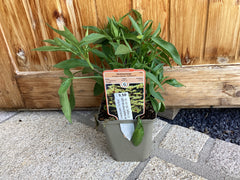 Mädchenauge 'Full Moon‘ Coreopsis