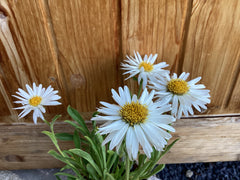 Alpen-Aster 'Albus'