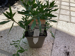 Prachtkerze Gaura ‘ Summer Breeze ‘