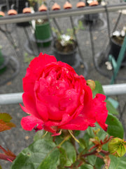 Edelrose 'Ruby Kiss' Antique