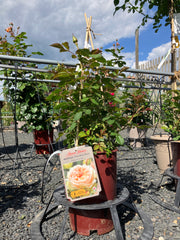 Strauchrose 'Matthias Claudius Rose'