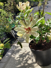 Gewürzstrauch ‘ Venus ‘