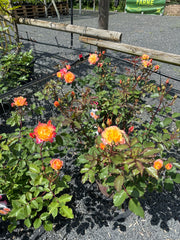 Strauchrose 'LandLust'