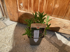 Blut - Weiderich Lythrum salicaria