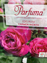 Edelrose 'Carmen Würth'