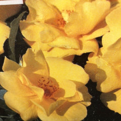 Kleinstrauchrose 'Lemon Fizz®'