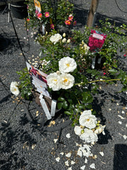 Kleinstrauchrose 'Innocencia®'