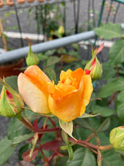 Edelrose 'Sunny Sky'