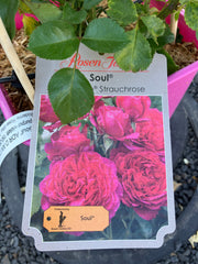 Strauchrose 'Soul®'